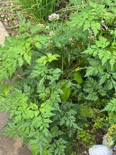 Bidens Alba,Spanish Needles | Live Plants - 6 Count - Image 3