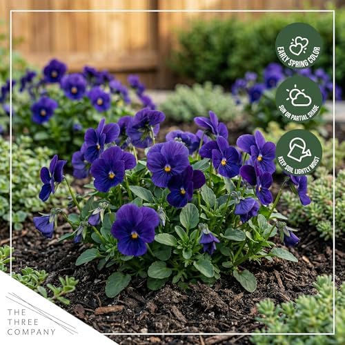 Pansy - Blue (4 Pack), Live Winter Flowering Annual, Beautiful Winter Color, 6" Tall by 4" Wide in 1 Pt Pot - Image 7