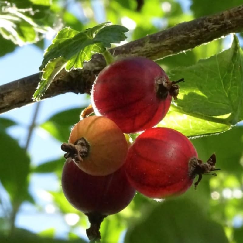 Sweet Gooseberry Plant Live, Edible Gooseberry 5-9 Inches Tall - Image 3