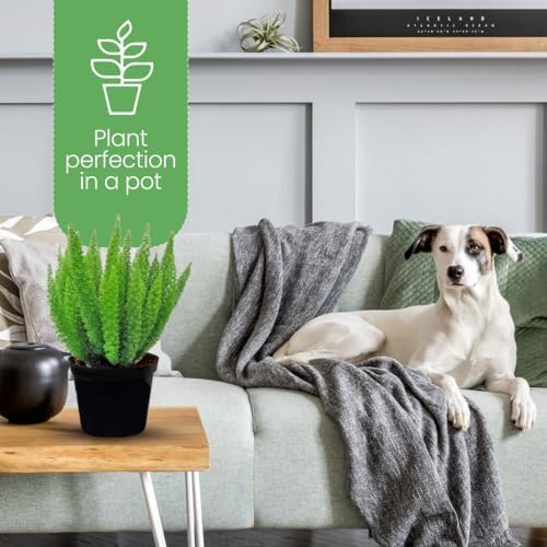 American Plant Exchange Foxtail Fern – 6-Inch Pot – Live Easy Care Tropical Plant with Arching Needle-Like Foliage for Indoor Décor, Patios, Containers, Hanging Baskets & Garden Landscapes - Image 6