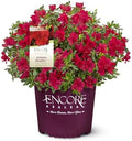 1 Gal Encore Azalea Autumn Bonfire by EncoreAzalea