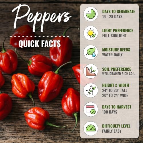Seed Needs Red Habanero Hot Pepper Seeds to Plant Vegetables - 2 Packs - Image 4
