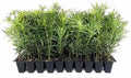 Podocarpus Macrophyllus Japanese Yew | 30 Live Plants | Podocarpus macrophyllus | Privacy Hedge Shrub | Evergreen Landscaping Plants for Gardens & Borders by FloridaFoliage