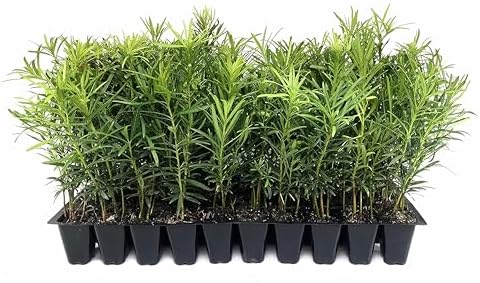 Podocarpus Macrophyllus Japanese Yew | 30 Live Plants | Podocarpus macrophyllus | Privacy Hedge Shrub | Evergreen Landscaping Plants for Gardens & Borders by FloridaFoliage