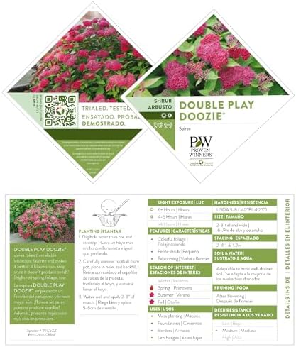 Proven Winners 2 Gal. Double Play Doozie Spirea Shrub - Image 6