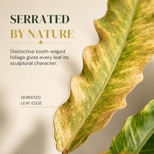 Philodendron Golden Serratum Marble Live Plant, 4 Inch Variegated - Image 5