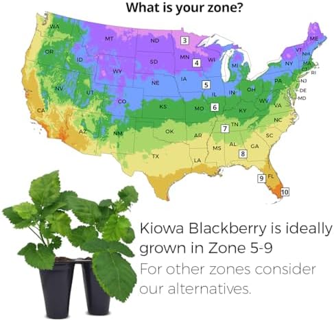 BlackBerry Plant Kiowa (4 Pack) | Live Fruit Plant for Planting | Extra-Large, Juicy & Sweet Berries | Thorny & High-Yielding Variety | Perfect for Fresh Eating, Jams & Organic Gardening - Image 3