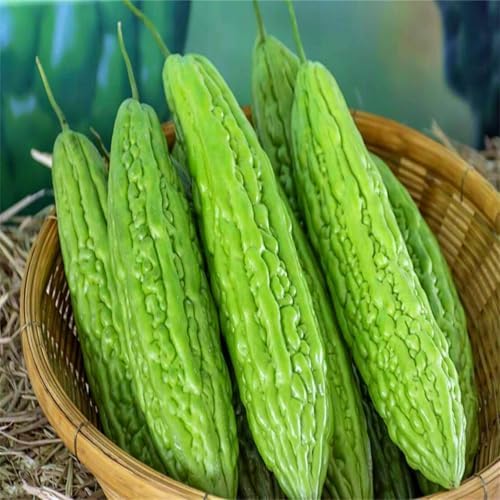 Long Bitter Melon Seeds 30pcs - Bitter Gourd Heirloom Non-GMO Bittermelon Seeds with Easy to Follow AKA. Bitter Gourd, Bitter Squash, Balsam Pear, Kyushu, Karela, Goya by BuggyBeds