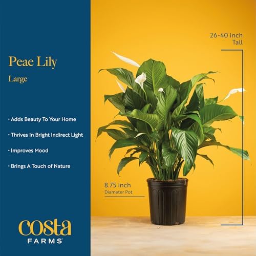 Costa Farms Peace Lily, Live Indoor Plant, Air Purifying, White Blooms - Image 4