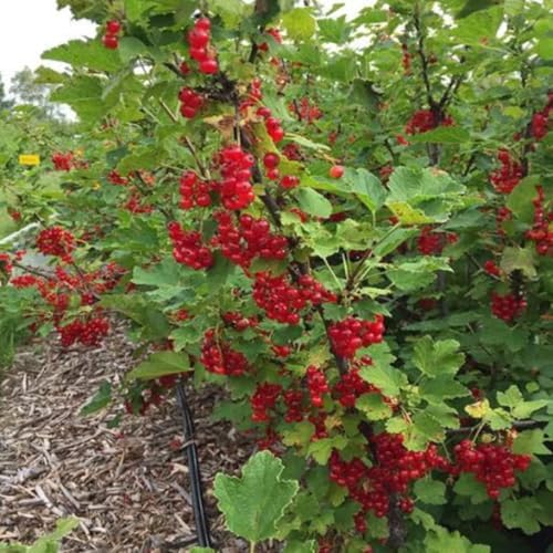 Red Currant Berry Bush Live Plant, Bare Root Berry Plant, 10-12 Inch Tall - Image 7