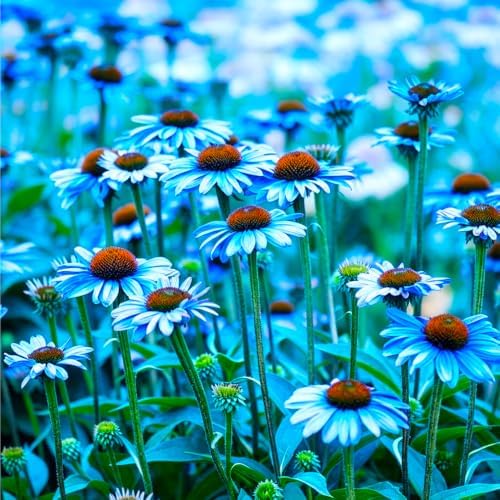 300+ Mixed Color Echinacea Seeds-Perennial Coneflower Seeds-Coneflowers Seed Non-GMO Perennials Plants, Pollinators & Cut Flowers for Garden - Image 5