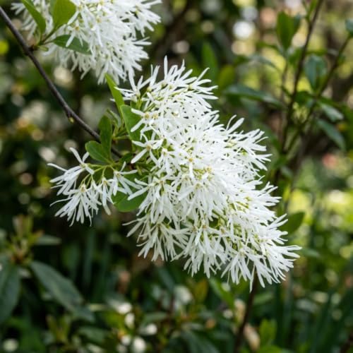 Fringe Tree Live Plant, Hardy Ornamental Shrub, 8-10 Inch Tall, Quart Pot - Image 7