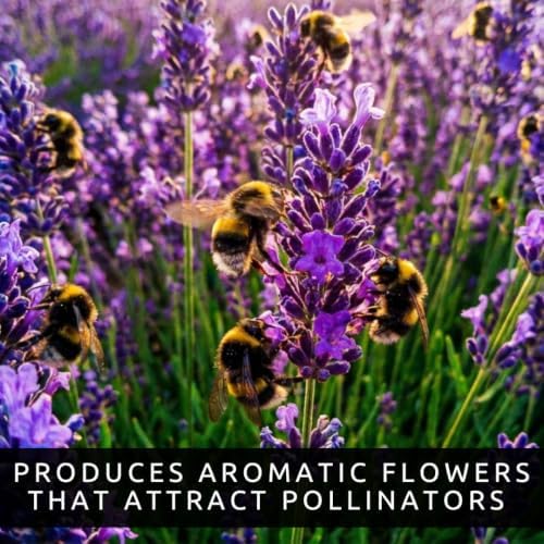 10 Live Lavender Plant Plugs | Fragrant Purple Perennial Starter Plants - Image 3