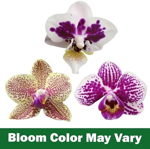 Premium Spotted Live Orchid Plant Blooming in 3.5" Blue & White Orchid Pot, Live Plants, Houseplant Gifts, Approx. 16" Tall, Pet Friendly Houseplants, Phalaenopsis Moth Flower by Plants for Pets - Image 4