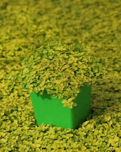 Veronica repens 'Sunshine' (Golden Creeping Speedwell) Groundcover, 1 Quart, Blue Flowers - Image 4