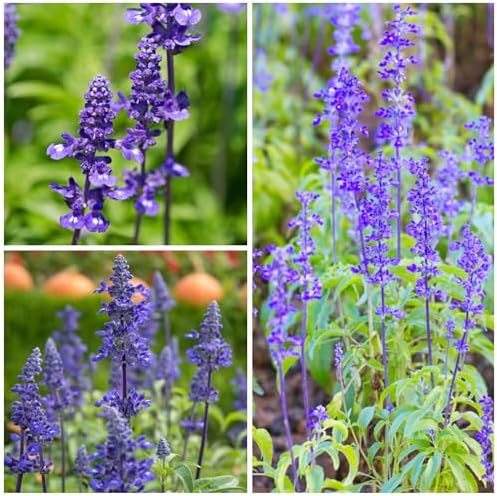 Seed Needs Sapphire Sage Seeds to Plant Blue Salvia Flowers 1 Pack - Image 2