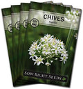 Sow Right Seeds- Garlic Chives Seeds for Planting Perennial Herb Garden 4pk by SowRightSeeds
