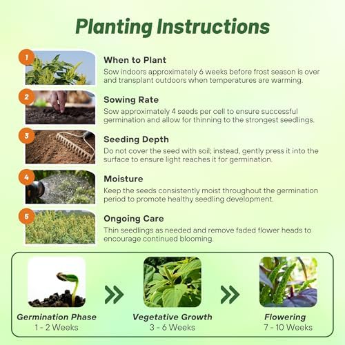 Outsidepride Green Thumb Amaranthus Seeds - 10000 Pcs Easy to Grow, Drought Tolerant Annual Amaranth Seeds for Planting with Colorful Spikes, for Cut Flower Arrangements, Flower Beds & Borders - Image 4
