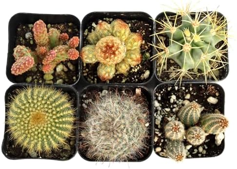 Mountain Crest Gardens Cactus Variety Pack - 6 Live Plants in Unique Shapes, Rooted in 2 Inch Pots - Real Indoor/Outdoor Cacti for Home Décor, Gifts & DIY Arrangements - Image 2