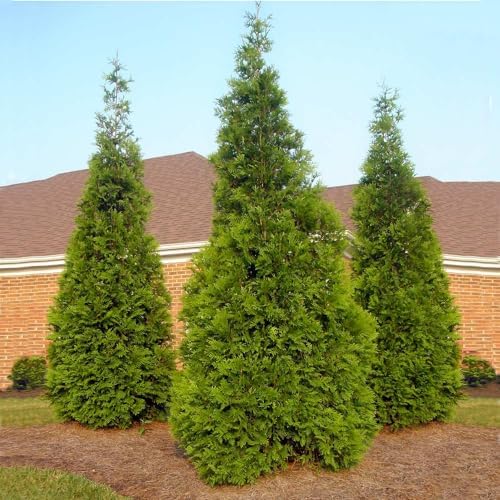 Brighter Blooms Thuja Green Giant Arborvitae, 5-6 ft. - Image 3