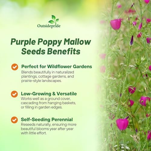 Outsidepride Mallow Poppy Seeds for Planting - 25 Pcs Perennial, Drought-Tolerant & Easy to Grow Wildflower Seeds with Vibrant Purple Blooms for Landscaping, & Pollinator Garden - Image 3