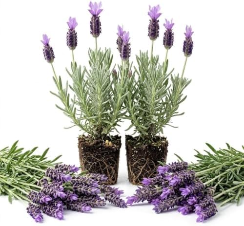 Set 2 Godwins Creek Lavender Live Plants, Fragrant Flowering Herb Plants, 4-7 Inches Tall, Ideal for Garden Borders, Pollinator Gardens by Unknown