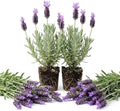 Set 2 Godwins Creek Lavender Live Plants, Fragrant Flowering Herb Plants, 4-7 Inches Tall, Ideal for Garden Borders, Pollinator Gardens by Unknown