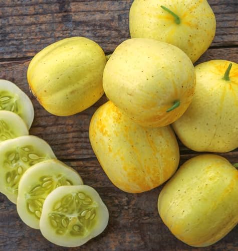 Burpee 'Lemon' Cucumber Seeds, 100 Non-GMO seeds, Heirloom by Burpee