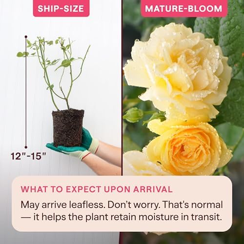 Heirloom Floribunda Roses, Live Own Root Plant, Julia Child™ - Image 2