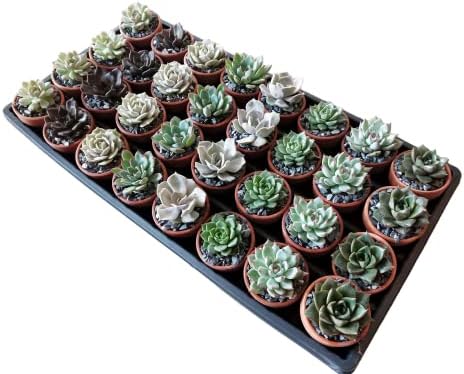 1.75" Mini Succulent Assortment (32 Pack) in Clay Pots by Unknown