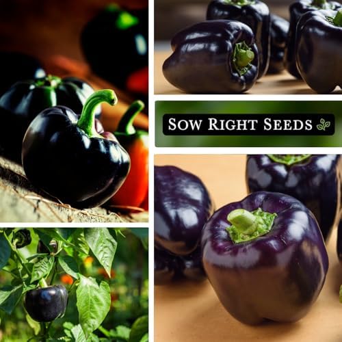Sow Right Seeds - Midnight Dream Pepper Seed for Planting Bell Peppers 2pk - Image 4