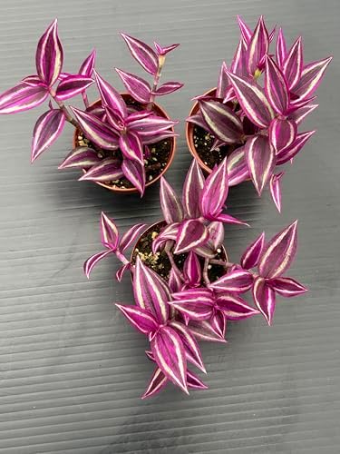 Pink Wandering Jew Live Plant - Tradescantia Pink Paradise, Vibrant Foliage Indoor Houseplant, Air Purifier, Easy to Grow for Home and Office - Image 2