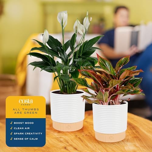 Costa Farms Peace Lily, Live Indoor Plant, Air Purifying, White Blooms - Image 4