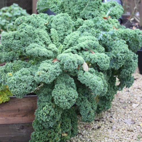 Kale Plants, 4" Pot Kale Plants Live Potted by HILROQG