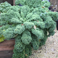 Kale Plants, 4" Pot Kale Plants Live Potted by HILROQG