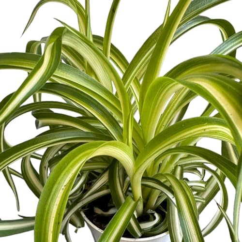 Bonnie Curly Spider Plant, Variegated Curly Leaves, Pet-Friendly, Air Purifying, Easy to Care and Grow Attractive Plant in 4 inch Pot - Hopewind Plants Shop - Image 4
