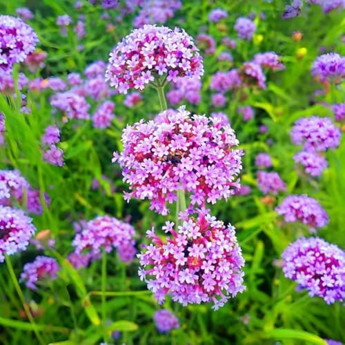 Verbena Flower Seeds 5000 – Vibrant Mixed Variety – Easy-Grow, Drought-Resistant Blooms for Beds, Borders & Pollinator Gardens - Image 3