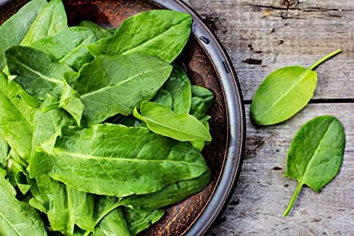 Garden Sorrel 2000+ Seeds for Planting Non-GMO - Image 7