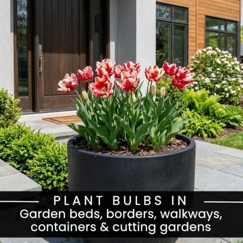25 Estella Rijnveld Tulip Bulbs for Fall Planting | Red White Parrot Blooms - Image 5