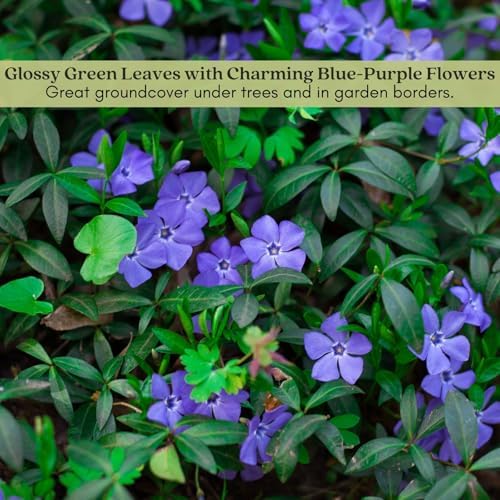Clovers Garden Creeping Myrtle Periwinkle Plants - Two (2) Live Plants - Non-GMO - Each 4" to 8" Tall - in 4" Pots - Vinca Minor Perennial Ground Cover, Deer Resistant - Image 6