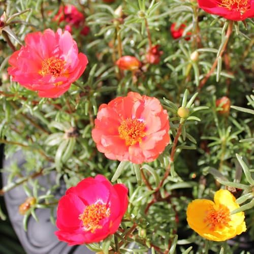 Mixed Moss Rose Portulaca Live Plant, Colorful Ground Cover, 4-6 Inch Tall - Image 2