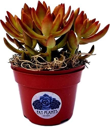 Fat Plants San Diego Succulent Plant(s) Fully Rooted in 4 inch Planter Pots with Soil - Real Live Potted Succulents/Unique Indoor Cactus Decor (1, Sedum nussbaumerianum) - Image 2