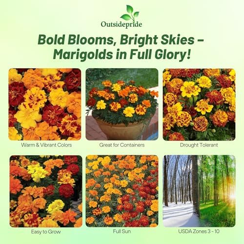 Outsidepride Durango Outback Mix French Marigold Seeds - 500 Pcs Annual, Compact, Heat & Drought Tolerant Flower Seeds for Planting w/Anemone Type Bicolor Blooms, Ideal for Vibrant Pollinator Gardens - Image 2