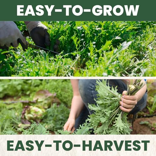 Arugula Ruquette – 2,000 Premium Seeds for Planting – Peppery, Fast-Growing Heirloom Greens for the 2026 Season – 5 Gram Pouch - Image 5
