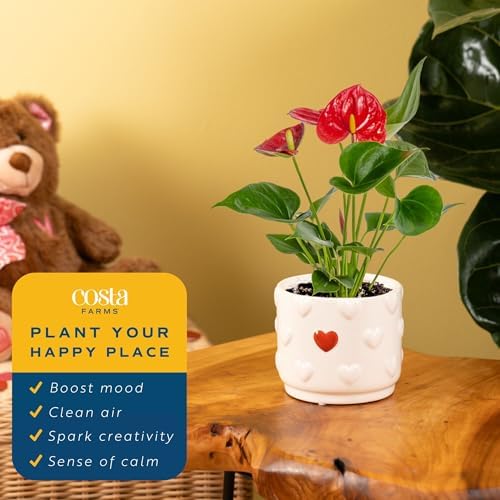 Costa Farms Anthurium, Live Indoor Plant, Easy Care, Home Decor - Image 5