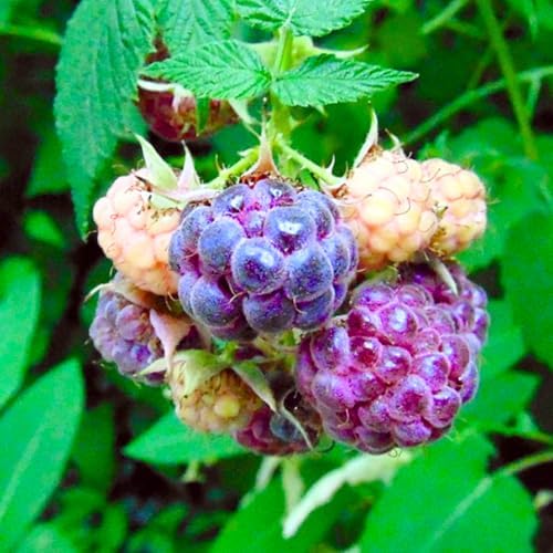 4 Glencoe Thornless Raspberry Live Plants, Berry Bush Plant, 4-6 Inch Tall - Image 4