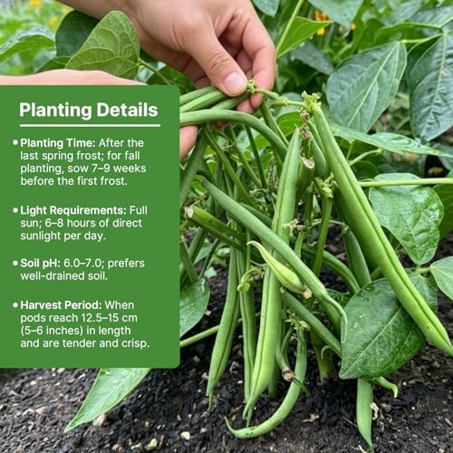 Groundio 30+ Contender Bush Green Bean Seeds - Phaseolus Vulgaris - Image 2