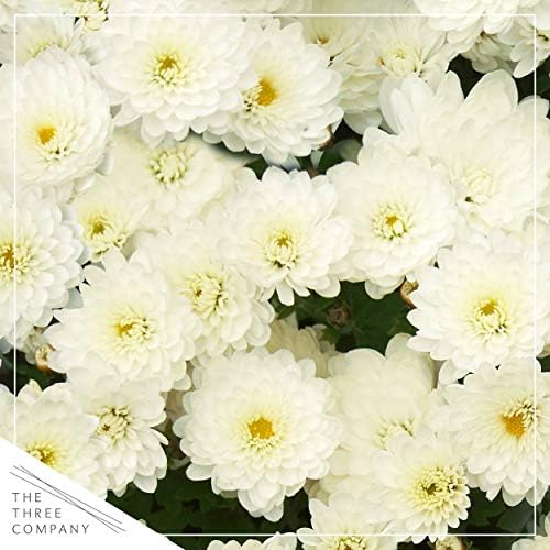Chrysanthemum (2 Pack) - White Blooms, Live Fall Flowering Perennial, 13" Tall by 12" Wide in 3 Qt Pot - Image 2
