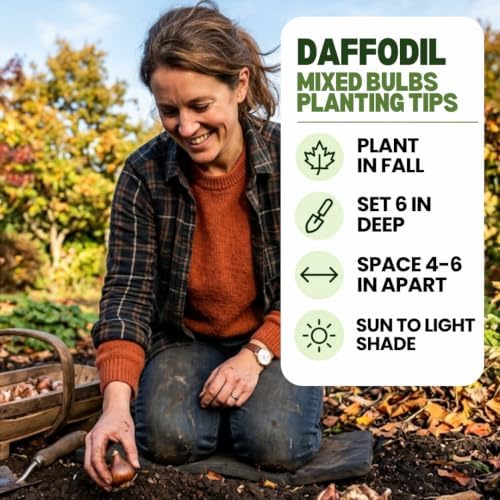 Yellow Dutch Master Daffodil Bulbs for Planting - Fresh Blooming Flowers, Easy to Grow Perennials (10 Bulbs) - Image 6