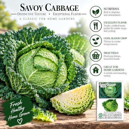 Savoy Cabbage Seeds (Brassica oleracea VAR. capitata) – 500+ Non-GMO Heirloom Seeds by Isla’s Garden Seeds, Crinkled-Leaf Variety with Sweet Flavor, Ideal for Cool Season Gardens & Raised Beds - Image 2